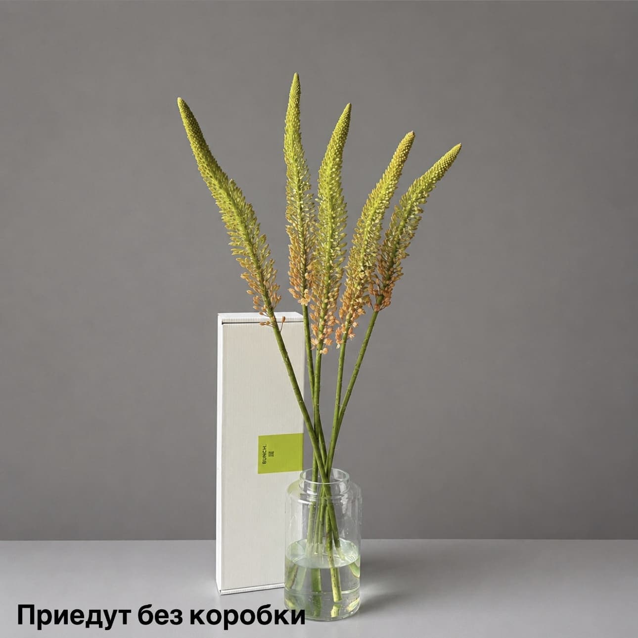Эремурус Клеопатра, 5 шт — купить с доставкой