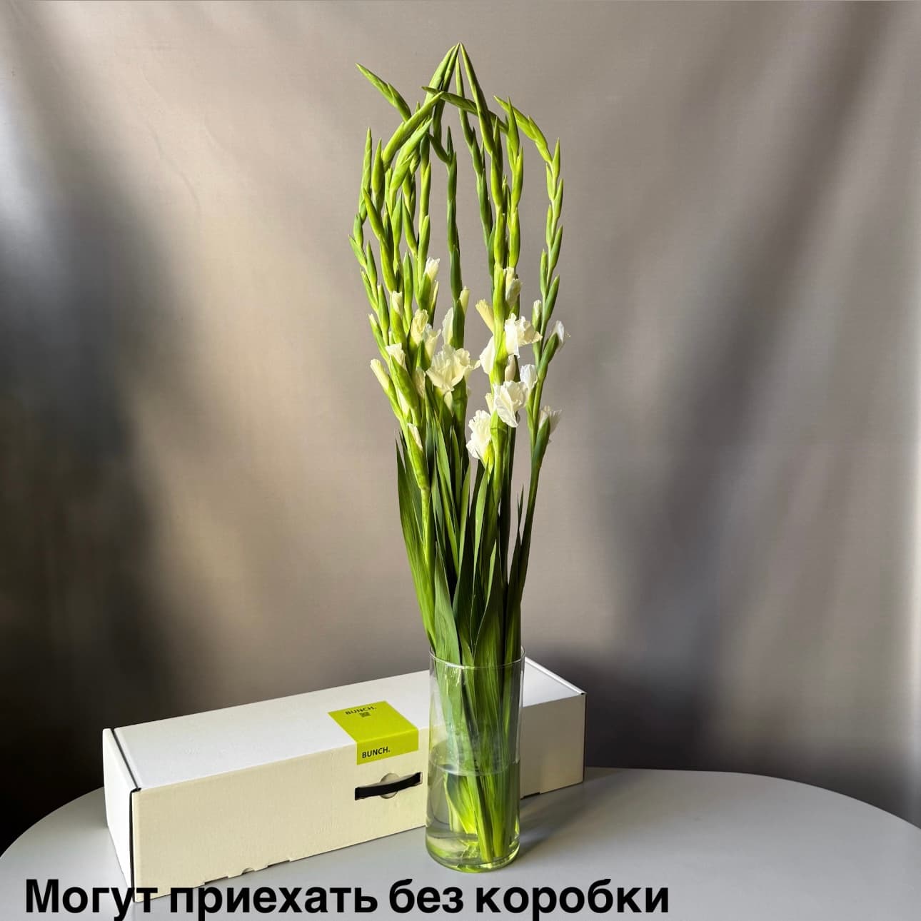 Гладиолусы белые, 10 шт — купить с доставкой
